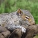 Richard Gentile Photo 25