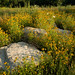 Susan Grow Photo 20