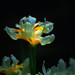 Virginia Scholl Photo 9