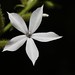 Alice Plant Photo 5