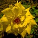 Rosa Jackson Photo 40