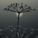 Elizabeth Parsley Photo 2