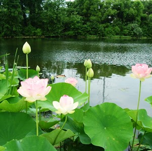 Thi Huynh Photo 36