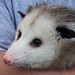 Heather Santee Photo 10
