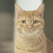 Benjamin Sweet Photo 13