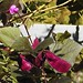 Carolina Bean Photo 5