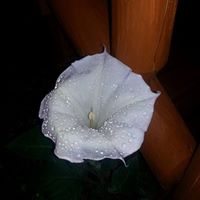 Christopher Conley Photo 30