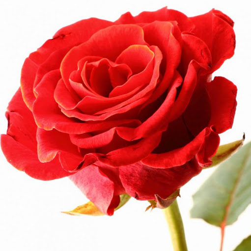 Surinder Kumar Photo 10