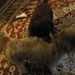 Frank Link Photo 21