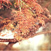 Leonard Meeks Photo 9