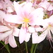 Sharon Lillie Photo 6