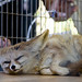 Ramona Fox Photo 16