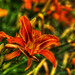 Leslie Flowers Photo 21