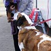 George Greaves Photo 28