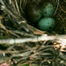 Laura Mcneely Photo 27
