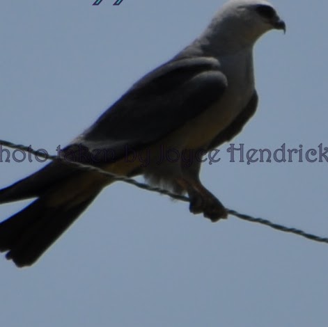 Joyce Hendricks Photo 3