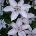 Raymond Plant Photo 12