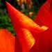 Joy Root Photo 7