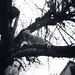David Trees Photo 10