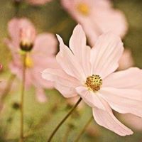 Mary Borden Photo 30