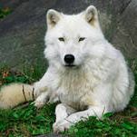 Jonathan Wolf Photo 25