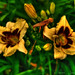 Leslie Flowers Photo 23