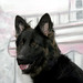 Kelli Shepherd Photo 15