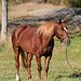 Leslie Chestnut Photo 9