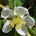 Abraham Lang Photo 5