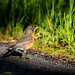 Robin Mclaughlin Photo 19