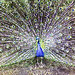 Michelle Peacock Photo 14