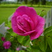 Denise Wolfe Photo 29