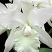 Marie Skelly Photo 19