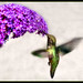Jeri Flowers Photo 10