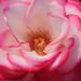 Nicole Rose Photo 15