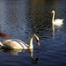 Lynn Swan Photo 12