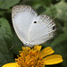 Ginger White Photo 18