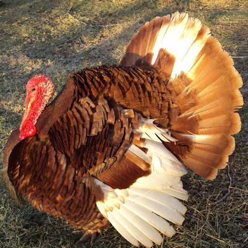 Ron Bird Photo 38