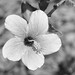 Nancy Fairchild Photo 40