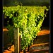Robert Vineyard Photo 8