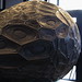 David Huang Photo 21