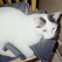 Mark Losh Photo 3