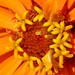 Debra Flowers Photo 12
