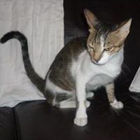 Cindy Line Photo 12
