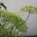 Jacqueline Dill Photo 9