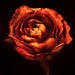 Rose Hopkins Photo 27