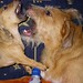 Harry Spaulding Photo 10