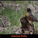 Robin Lock Photo 26