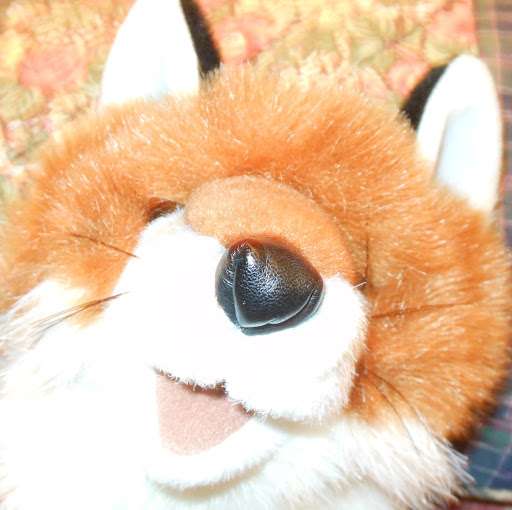 Felix Fox Photo 17