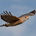 Linda Hawks Photo 8